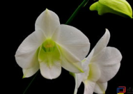 花中君子是什么花,梅兰竹菊四君子之美